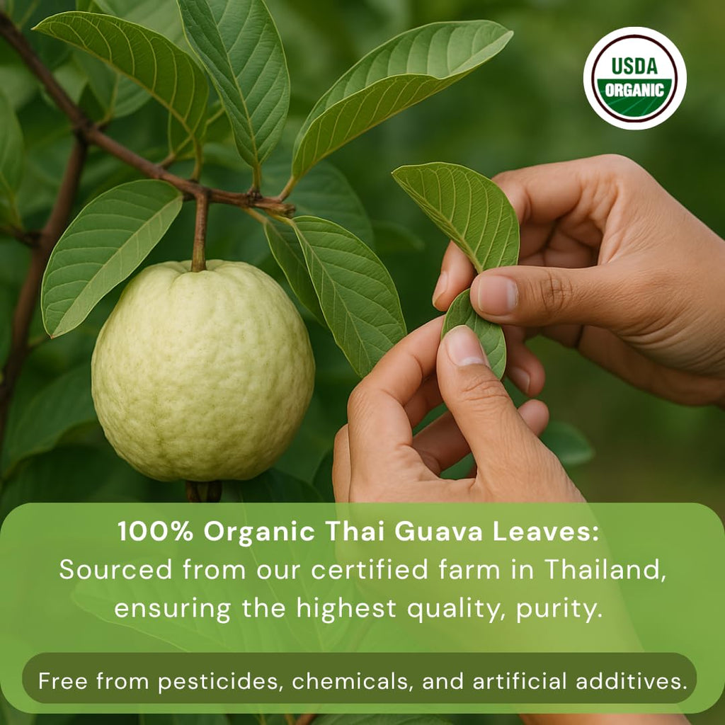 USDA Certified Natural Thai White Guava Leaf Herbal Tea Bags | Premium, Caffeine-Free, Rich in Antioxidants