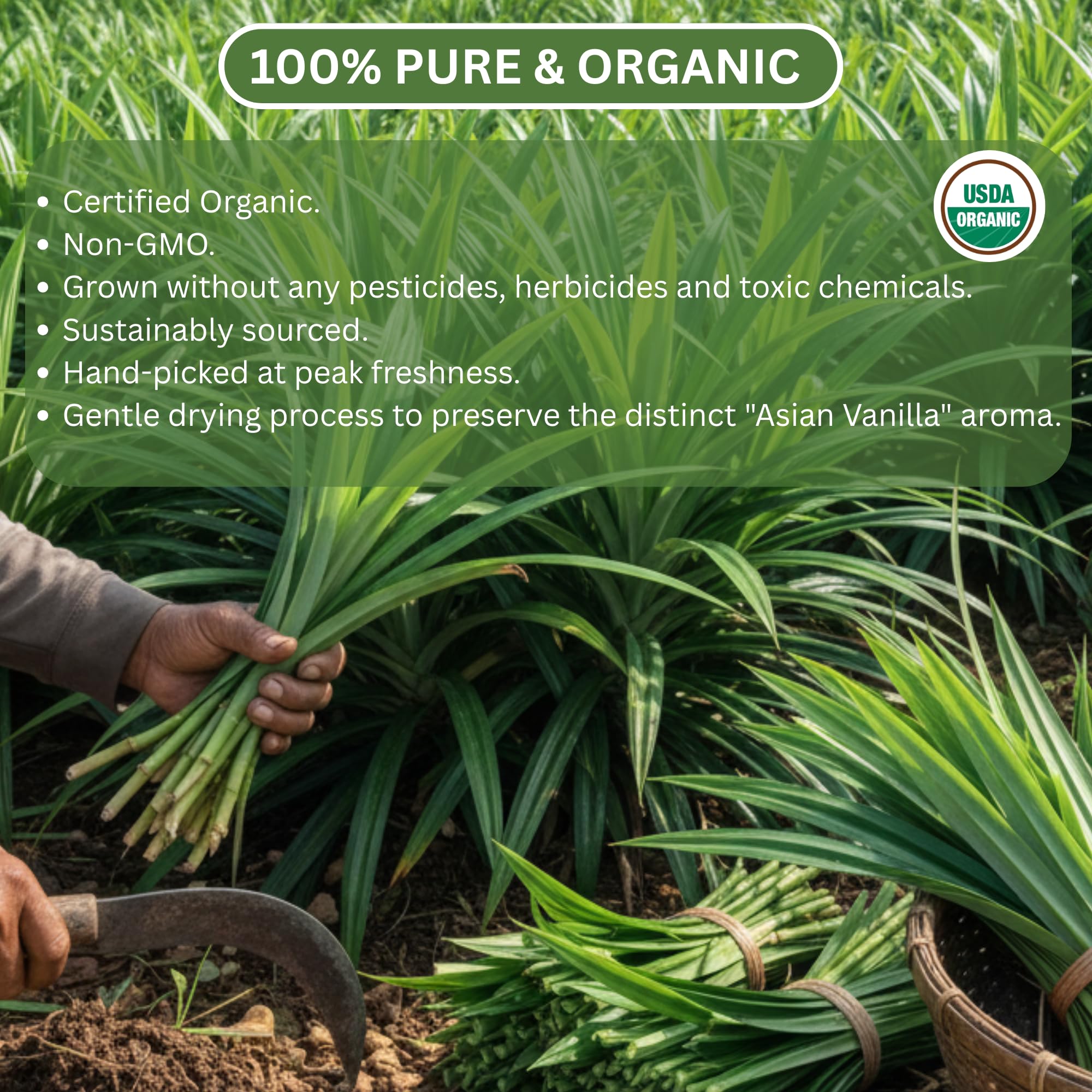 Organic Pandan Leaves - Dried Pandanus Loose Leaf - Gourmet Herbal Tea - Thai Spice for Desserts Stews and Curries - Cut and Sifted - 1 OZ