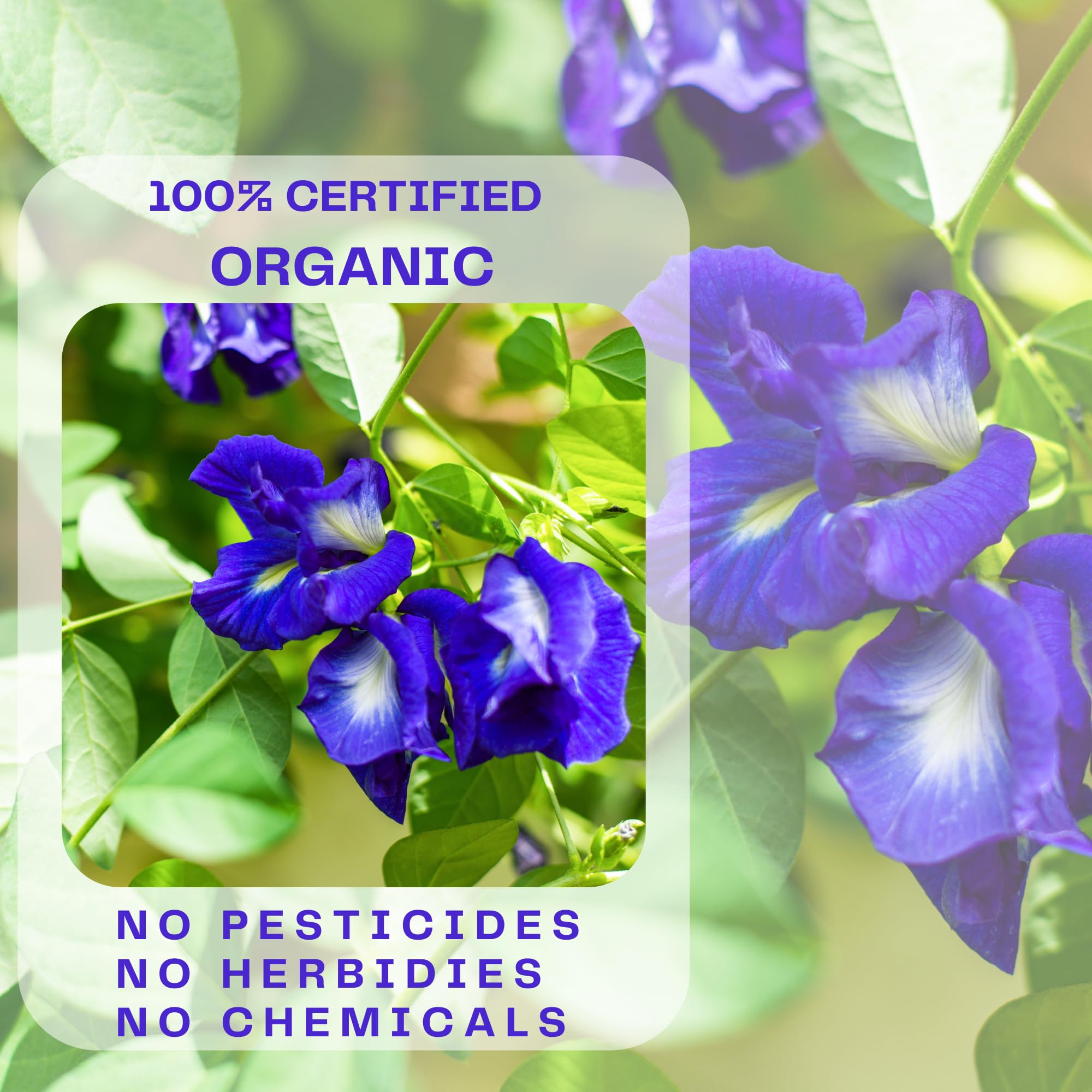 Organic Butterfly Pea Flowers - Healthy Herbal Loose Leaf Blue Tea - Natural Food Coloring - Caffeine Free 1.75OZ
