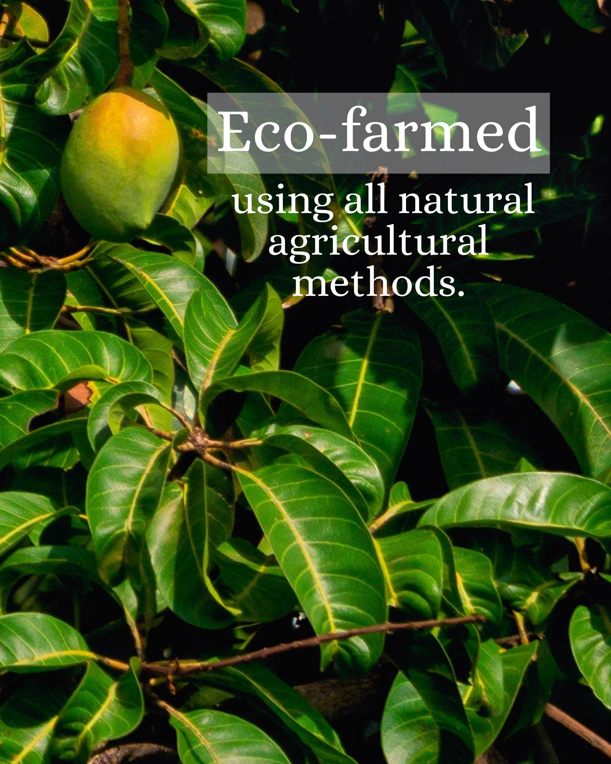 Organic Mango Leaf Powder - Vegan Wellness Herbal Tea Mix - Rich in Mangiferin, Vitamins, Antioxidants, and Anthocyanin 16 OZ