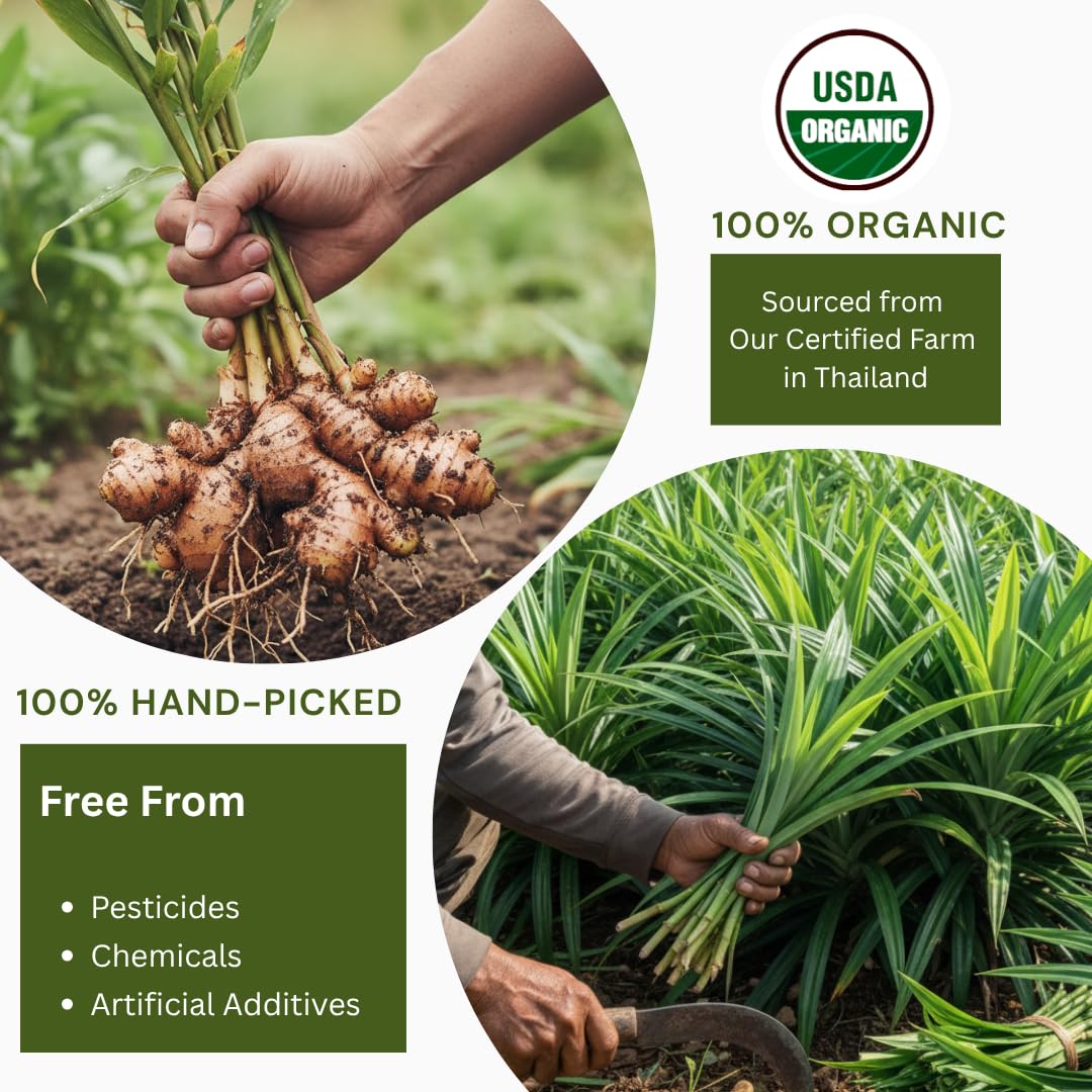 Organic Pandan Leaf and Ginger Root Tea Bags - Zesty Superfood Herbal Drink - 20 Natural Corn Fiber Sachets