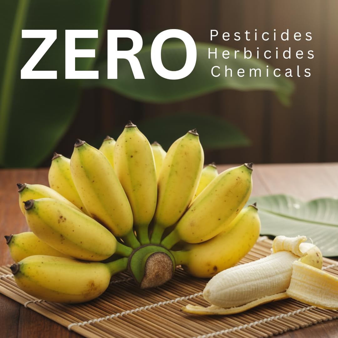 Organic Sun Dried Banana Snacks - Natural Fruit Leather No Sugar Added - No Preservatives - Unsulfured - Soft and Chewy - Bulk Value Pack