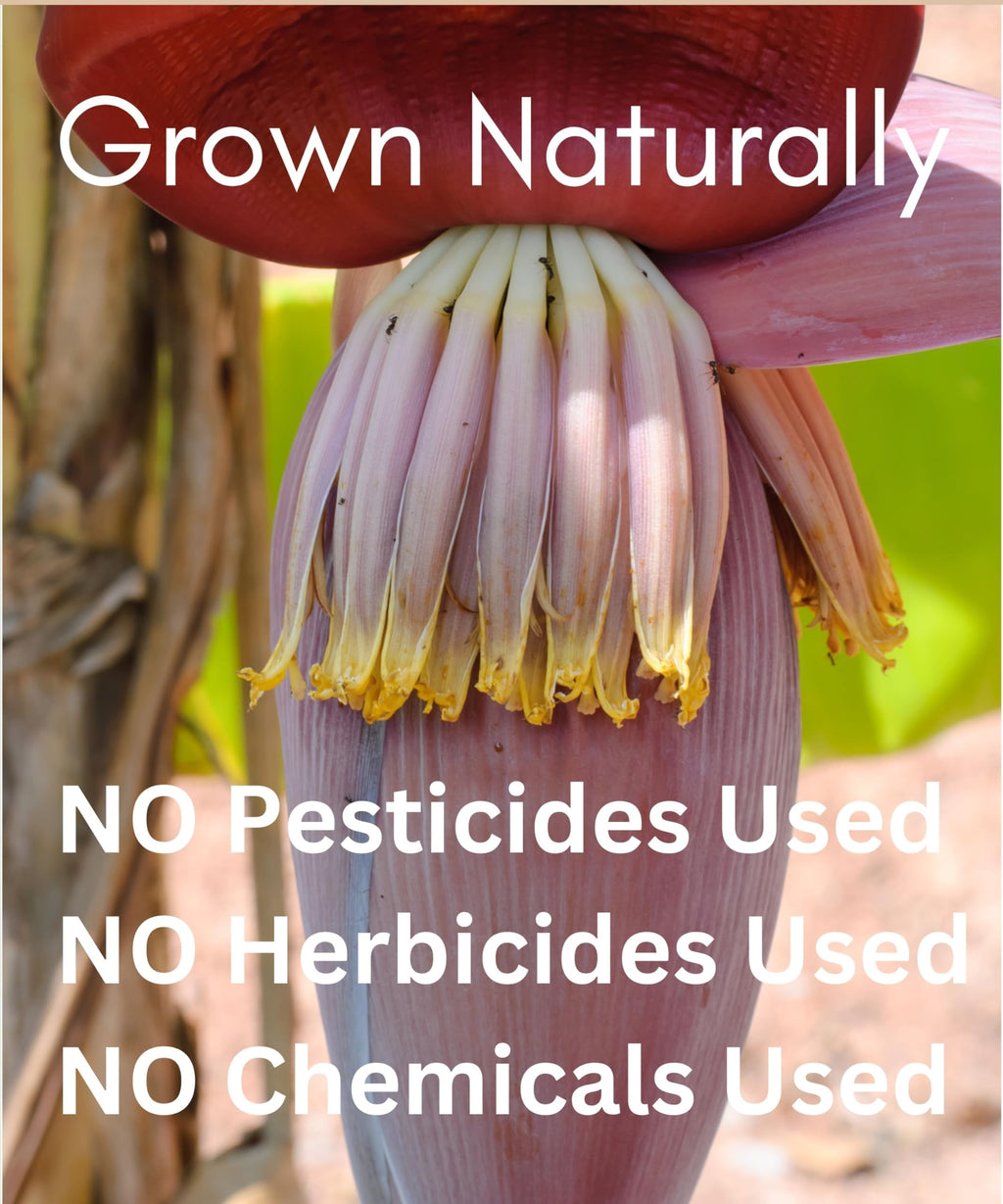 Organic Banana Blossom Powder 16 OZ - Sun Dried Blossom Flowers - Caffeine Free Herbal Drink - Value Pack