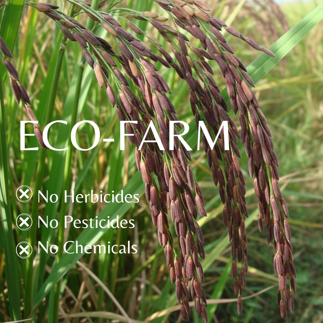 Organic Riceberry Rice - Purple Thai Black Jasmine Rice - USDA Certified - Premium Freshness - Small Lot Harvest Direct from our Farm to your Table - 4 LB