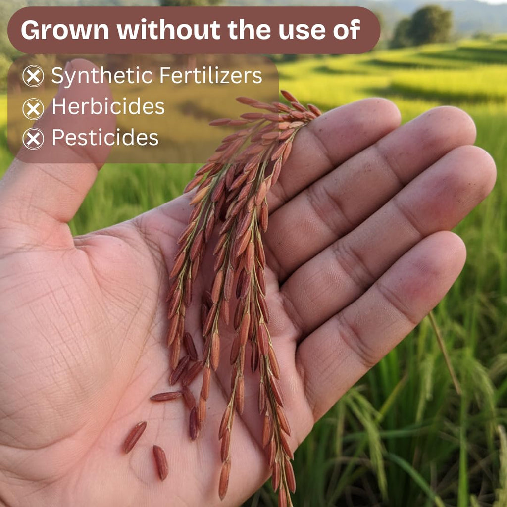 Organic Red Jasmine Thai Rice - High Fiber Superfood - Gluten Free, Preservative Free, Small Lot Farmed from Thailand - 4 LB