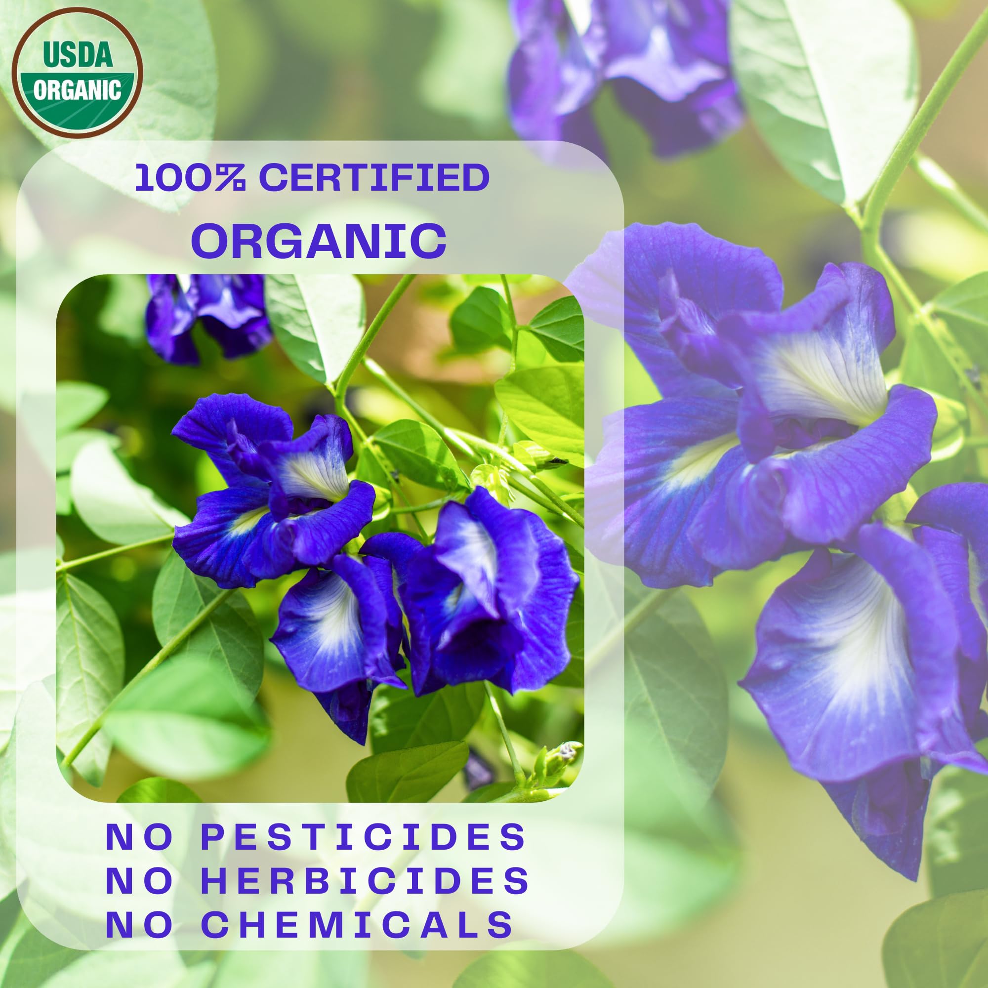 Butterfly Pea Flower Powder - Organic Blue Matcha Tea and Latte - Natural Food Coloring - 4 OZ