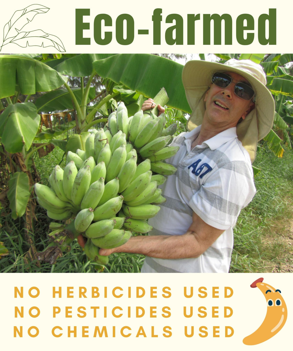 Organic Banana Peel Tea - Relaxation Thai Herbal Drink - From Sun Dried Ripe Banana Peels - 40 Count Tea Bags - Caffeine Free