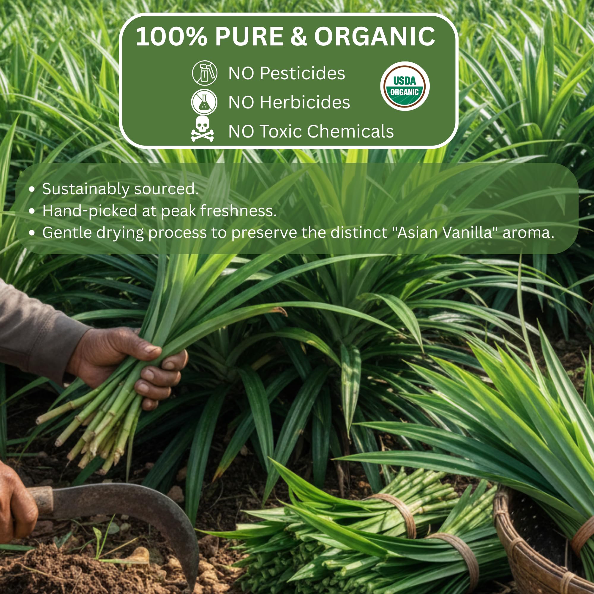 Organic Pandan Tea Bags - Dried Thai Pandanus Gourmet Herbal Tea - Cut and Sifted - 40 Teabags Decaffeinated